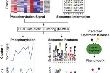 Dual data and motif clustering improves the modeling and interpretation of phosphoproteomic data